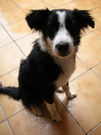 la acogi con unos 8meses, es muy cariñosa y juguetona.